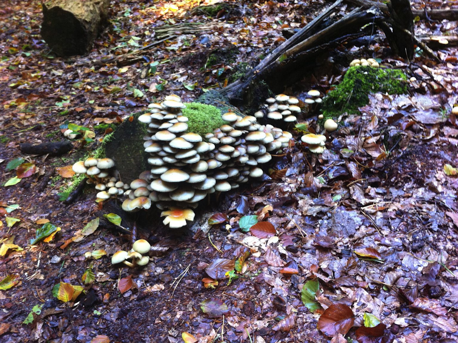 2012-Nijmegen-20121007_112736