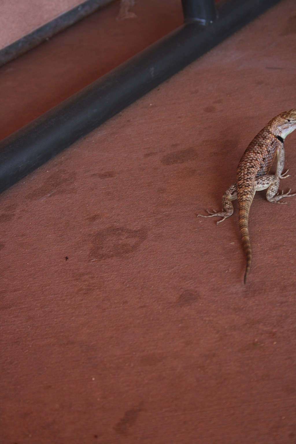 2011-USA-West-20110819_164812