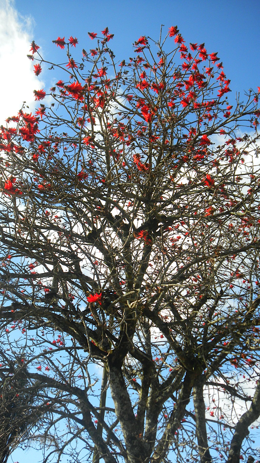 2013-Zuid-Afrika-20130731_152322