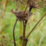2016-Schotland-20160914_114046