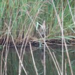 2021 Lutkemeerpolder Roerdomp-20210527_091445