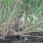 2021 Lutkemeerpolder Roerdomp-20210527_091508