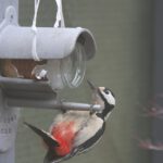 2012-Badhoevedorp-Bonte Specht-20121303_145053