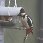 2012-Badhoevedorp-Bonte Specht-20121303_145106