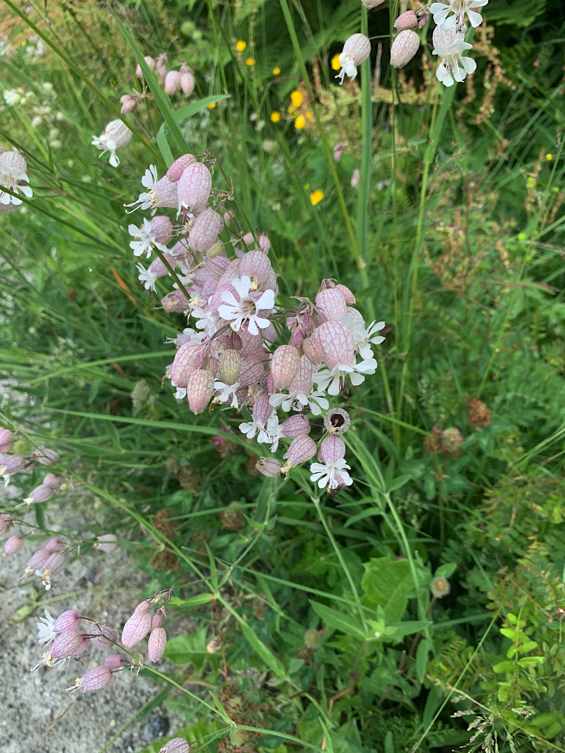 2023-Noorwegen-20230705_100507