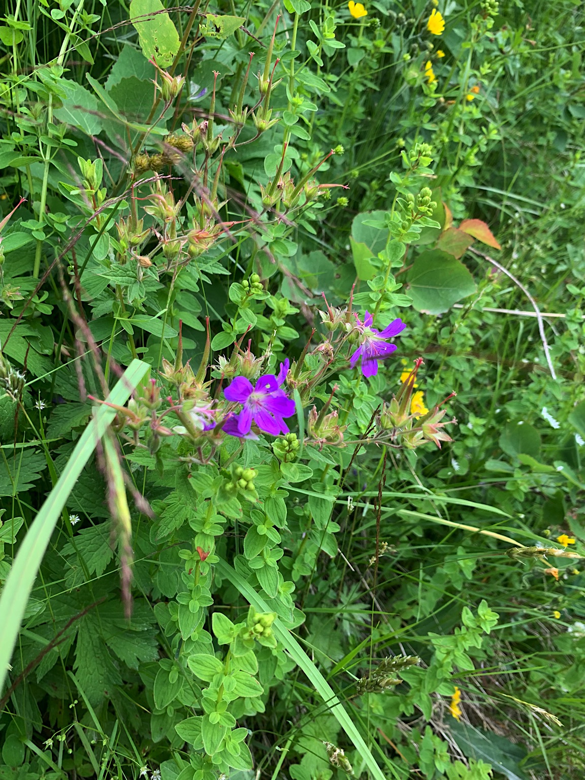 2023-Noorwegen-20230705_100534