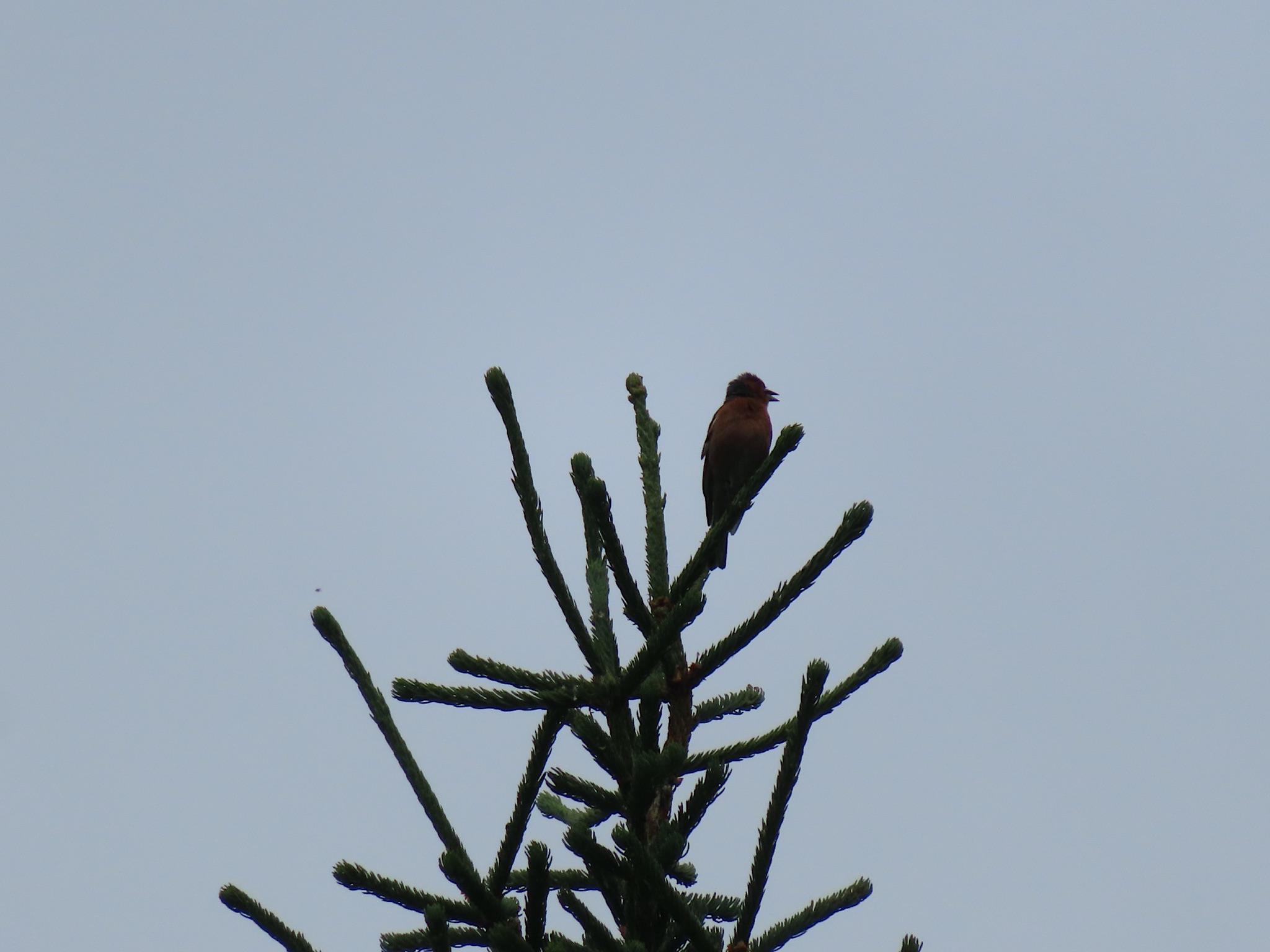 2023-Noorwegen-20230705_103848