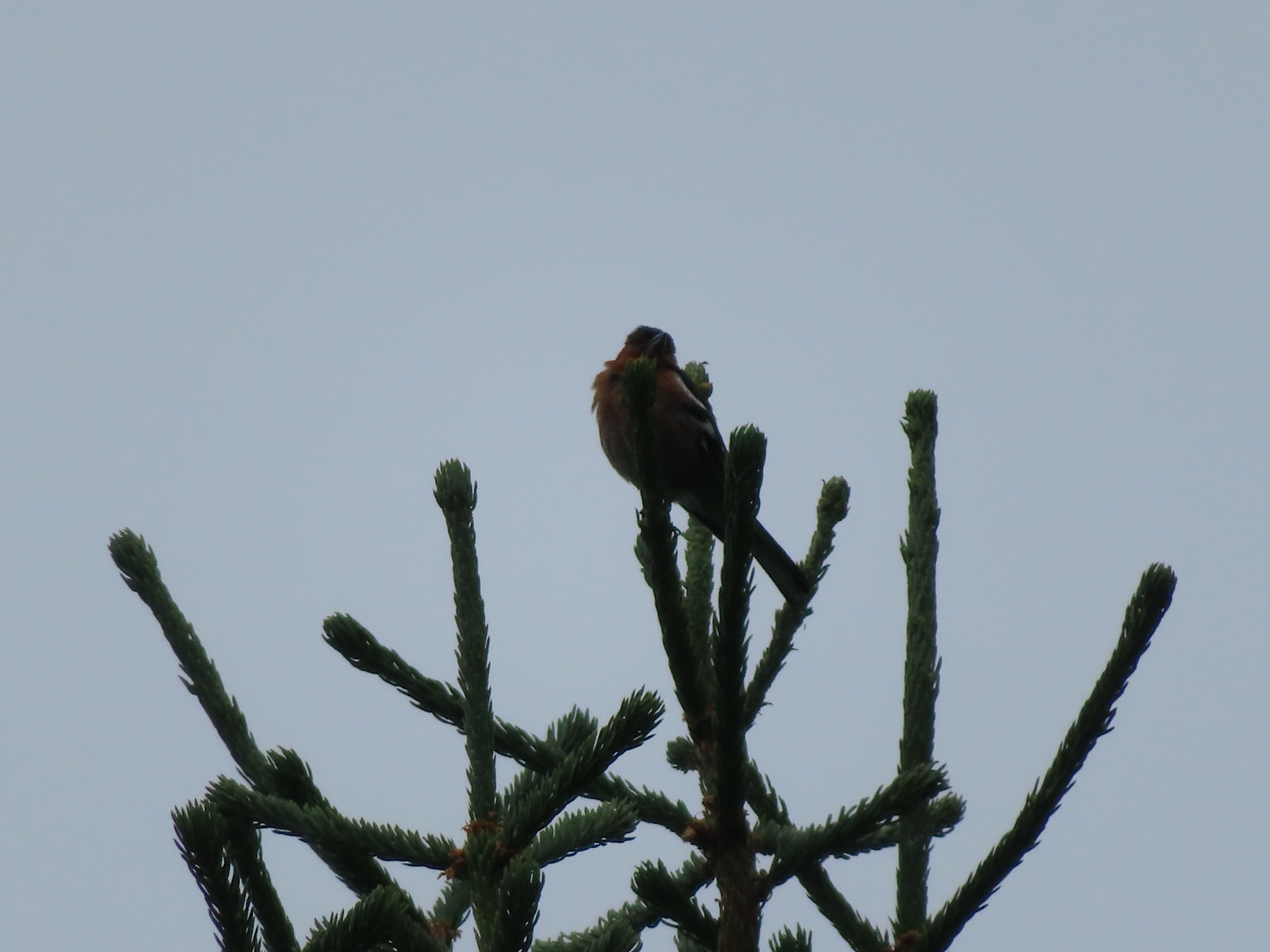 2023-Noorwegen-20230705_103954