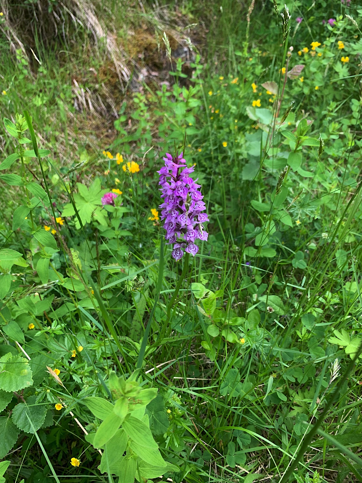 2023-Noorwegen-20230705_104759