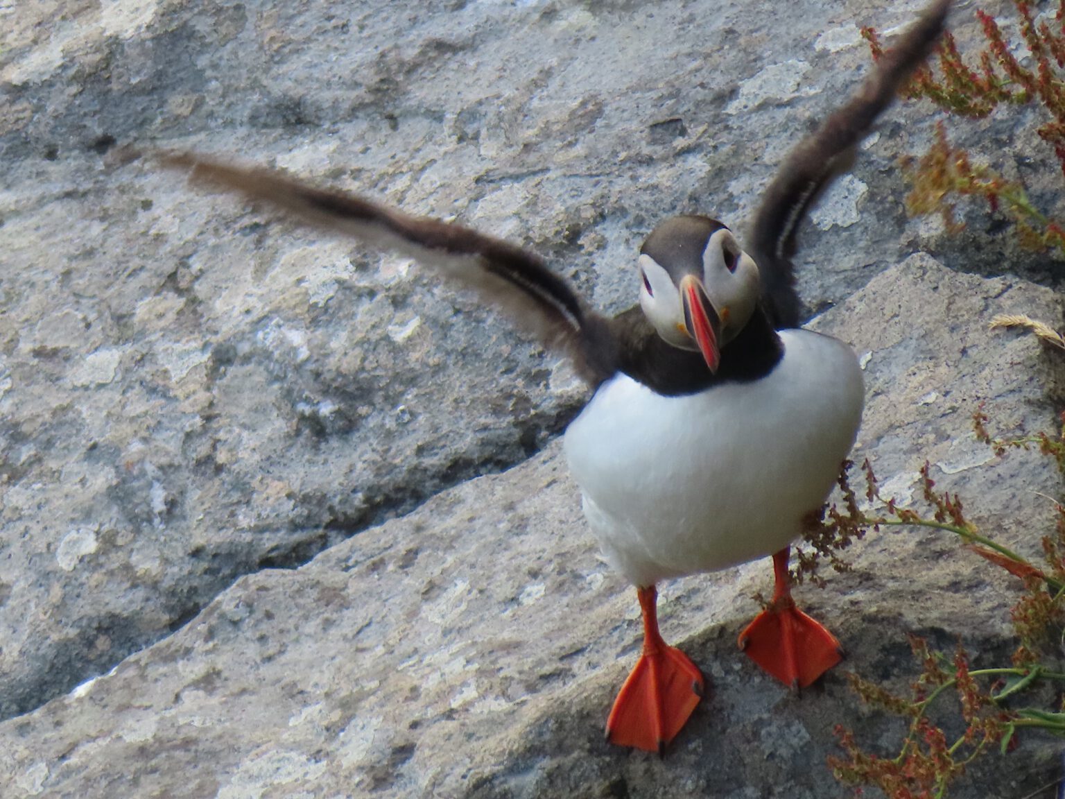 Noorwegen XI – naar Runde