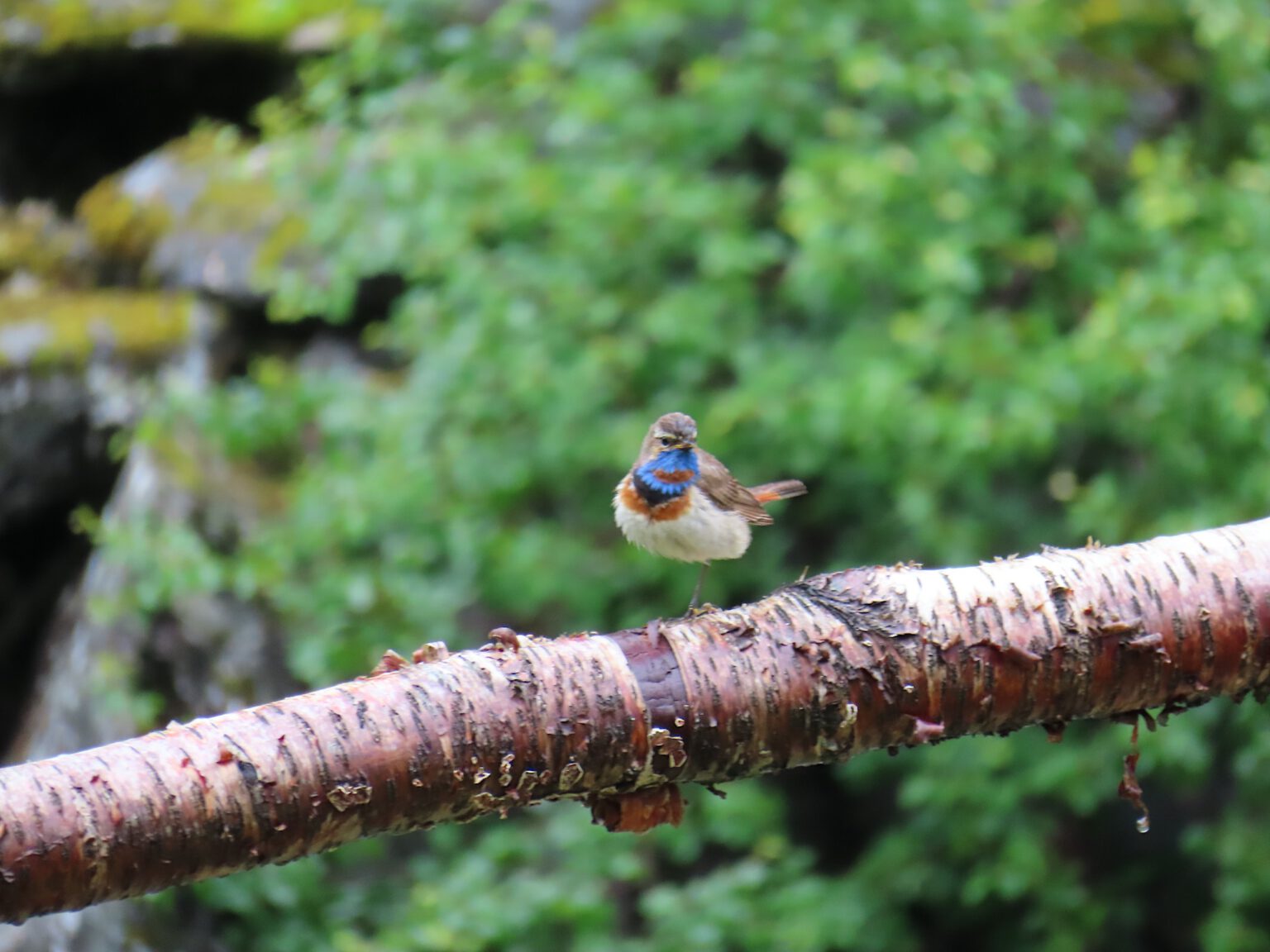 Noorwegen XIX – Røldal