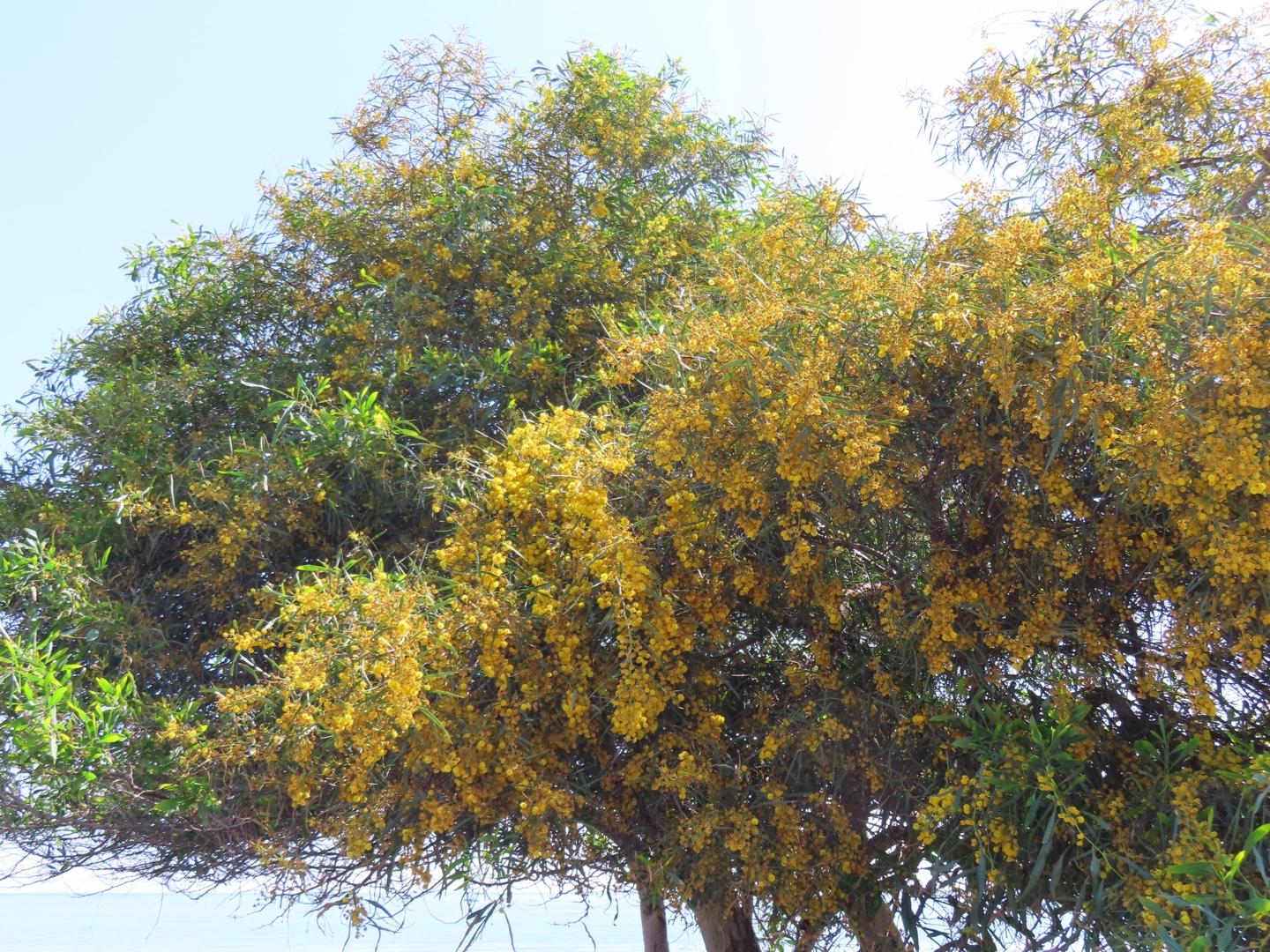 20250403-11_Italië_Sicilië_Giardini Naxos_20250406-103315