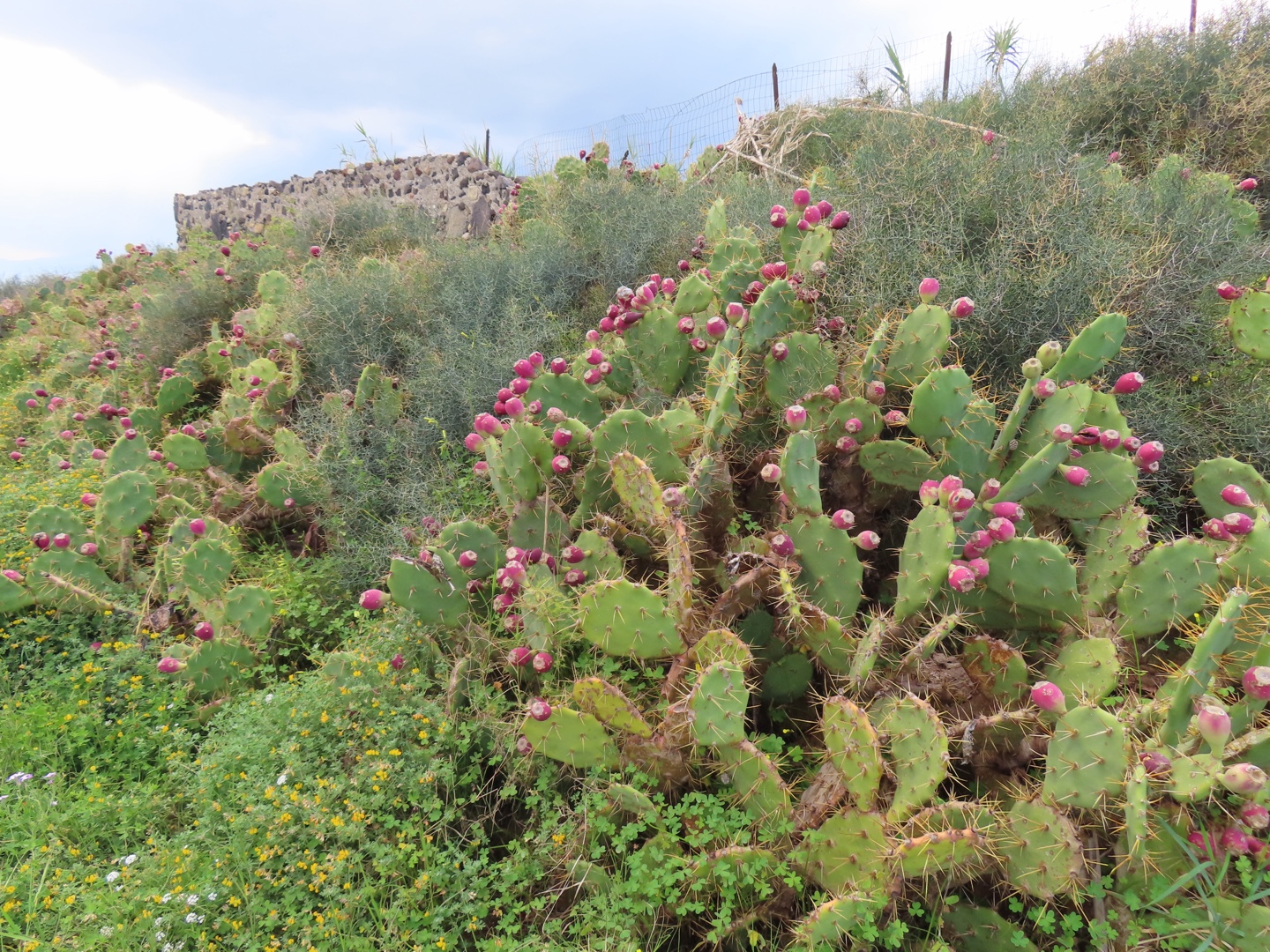 20250403-11_Italië_Sicilië_Giardini Naxos_20250406-145911