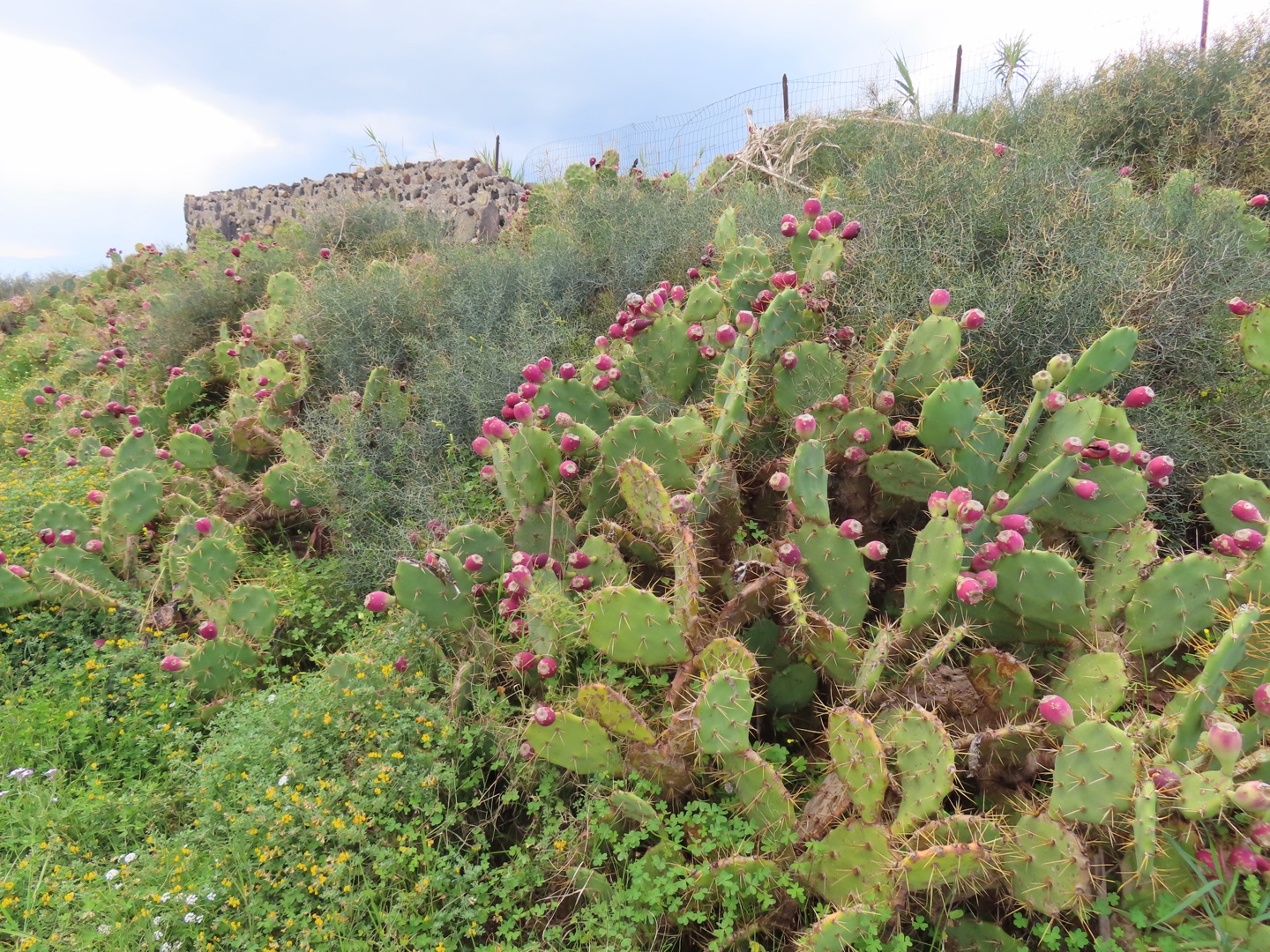 20250403-11_Italië_Sicilië_Giardini Naxos_20250406-145914