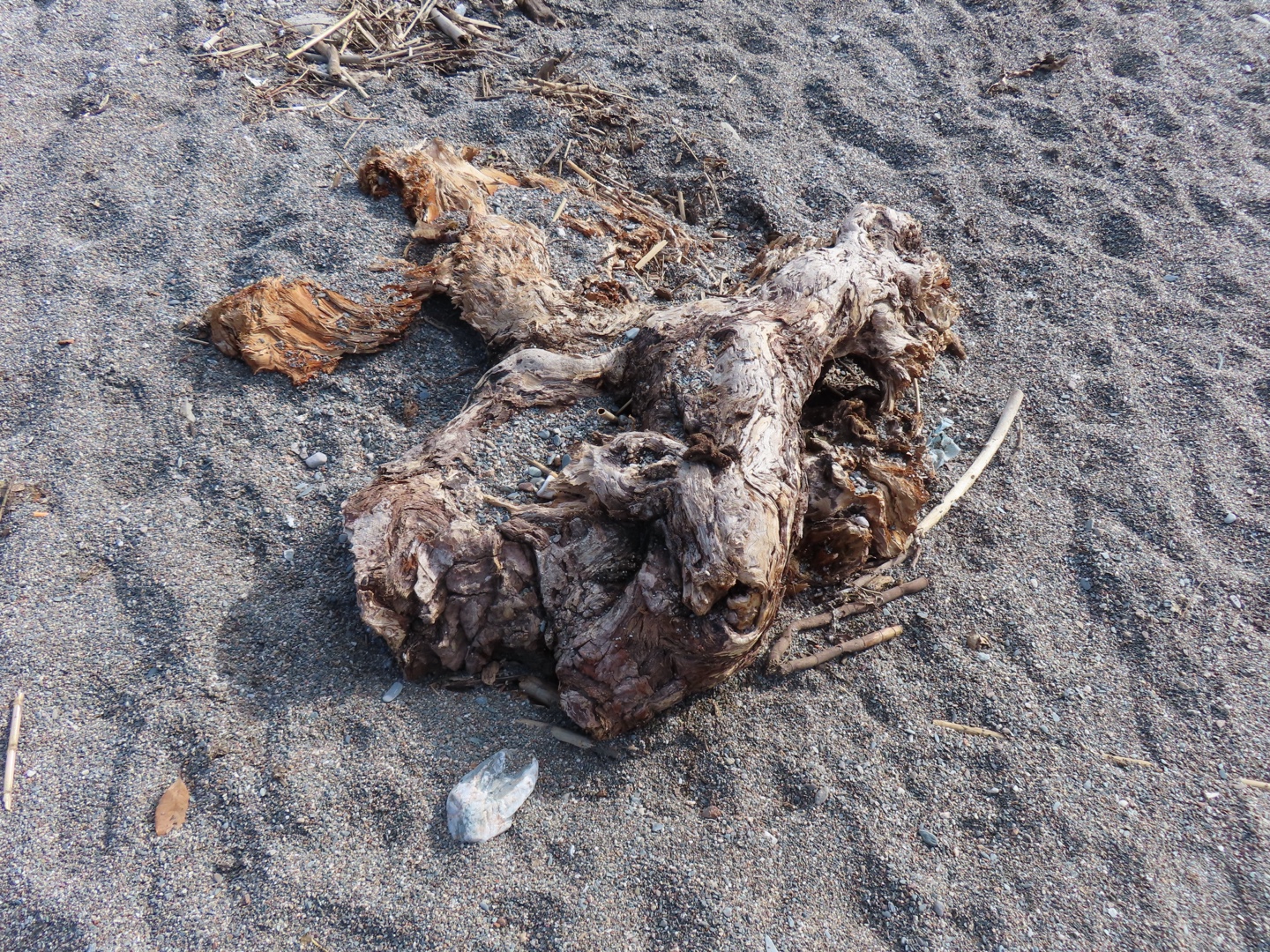 20250403-11_Italië_Sicilië_Giardini Naxos_20250406-153258