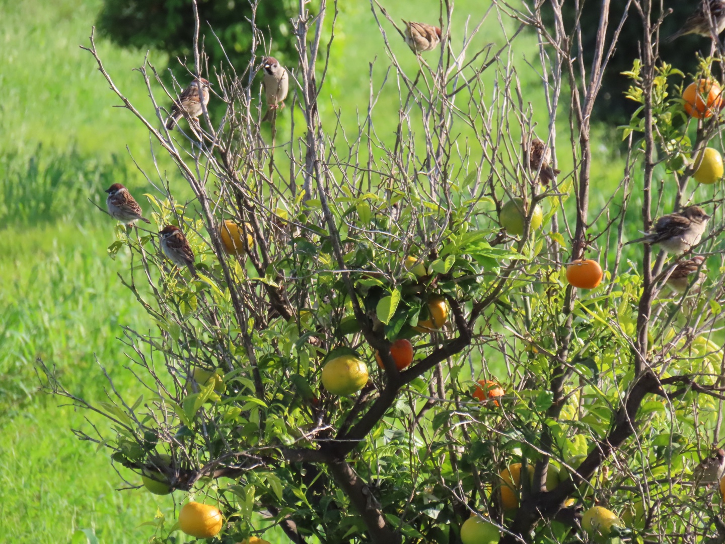 20250403-11_Italië_Sicilië_Giardini Naxos_20250406-162343