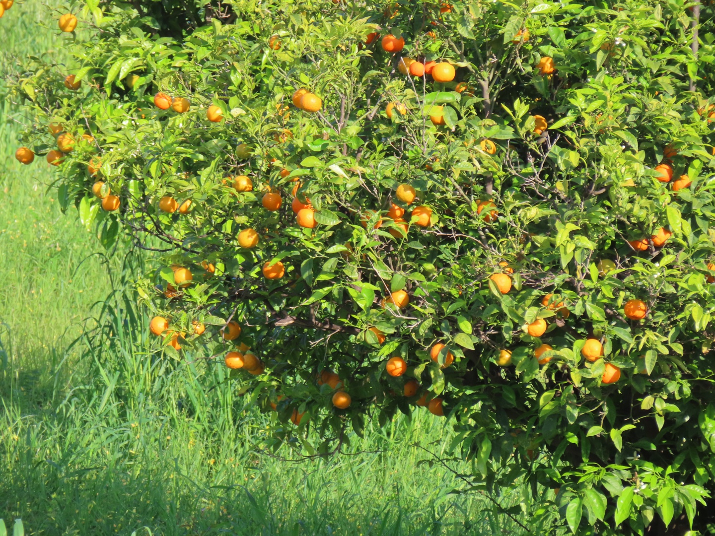 20250403-11_Italië_Sicilië_Giardini Naxos_20250406-162500