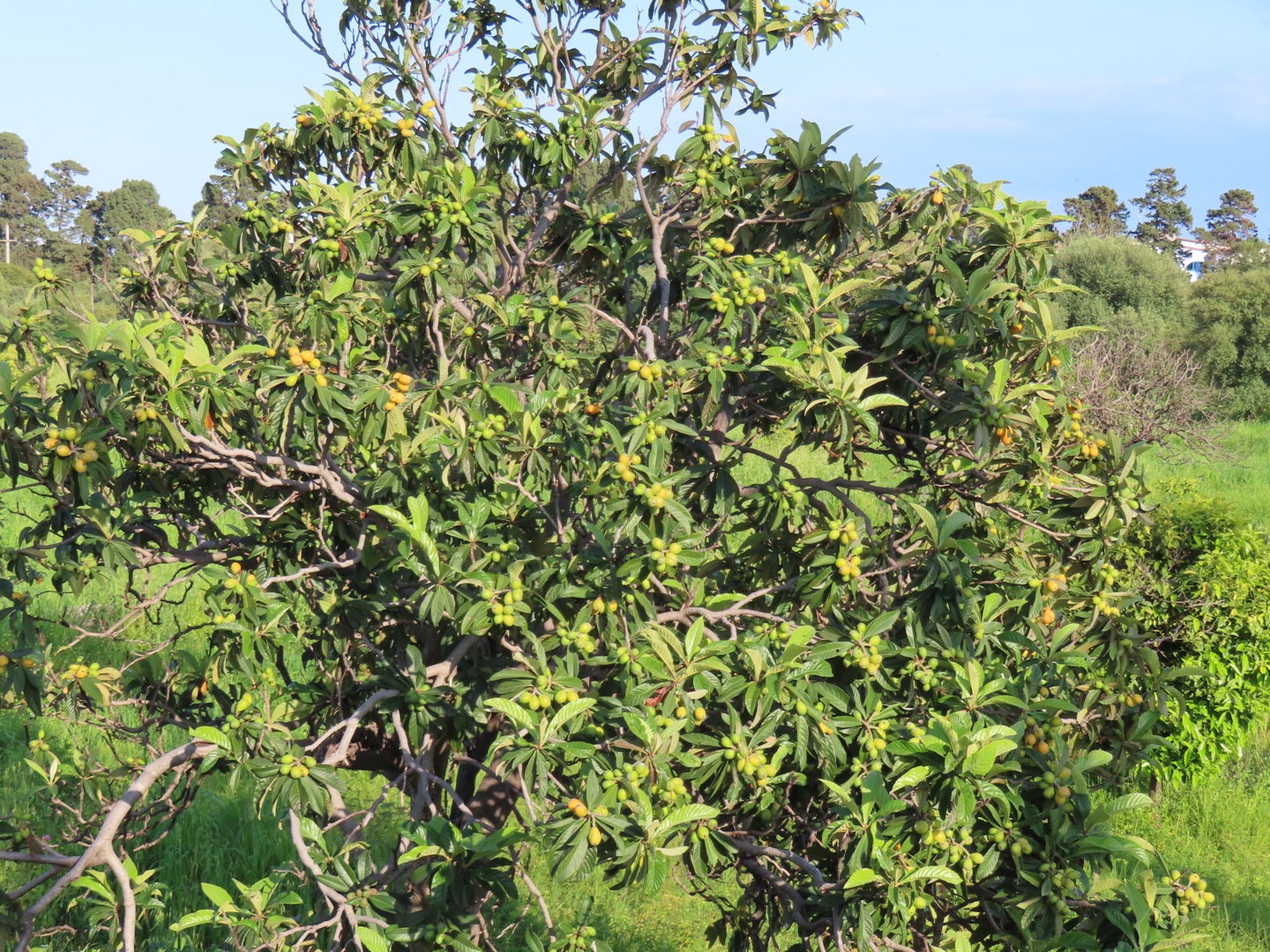 20250403-11_Italië_Sicilië_Giardini Naxos_20250406-162521